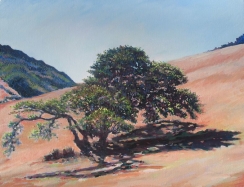 tree with dark shadow